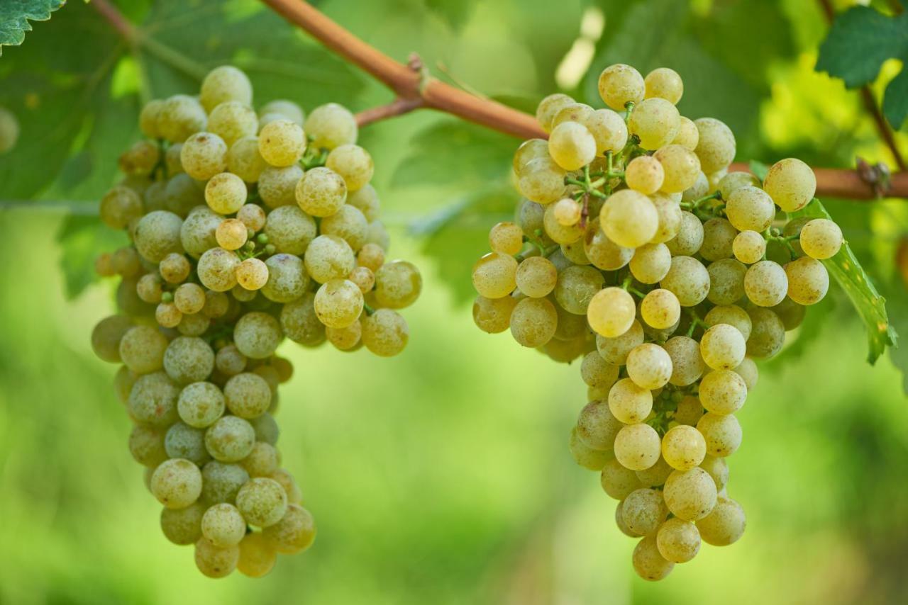Weinhof - Gaestehaus Maier Angern エクステリア 写真