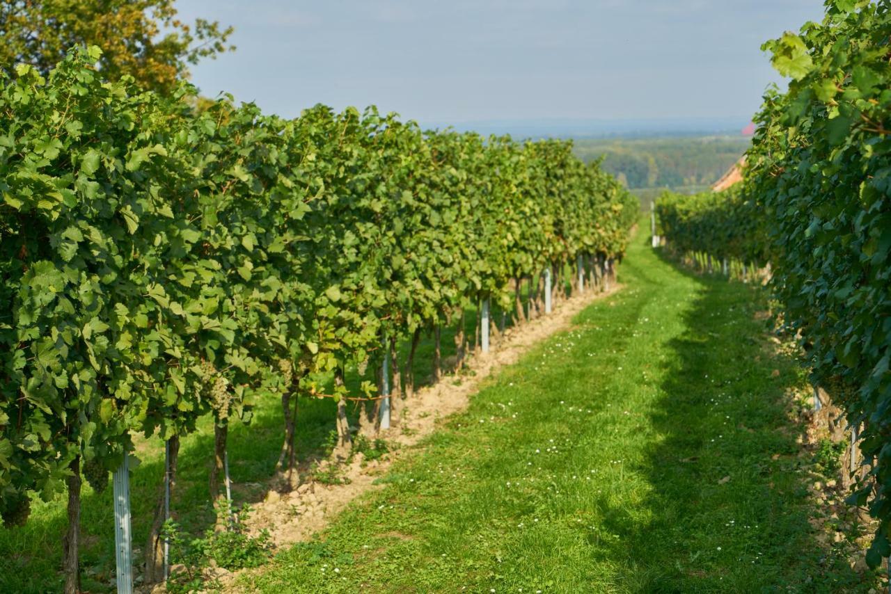 Weinhof - Gaestehaus Maier Angern エクステリア 写真
